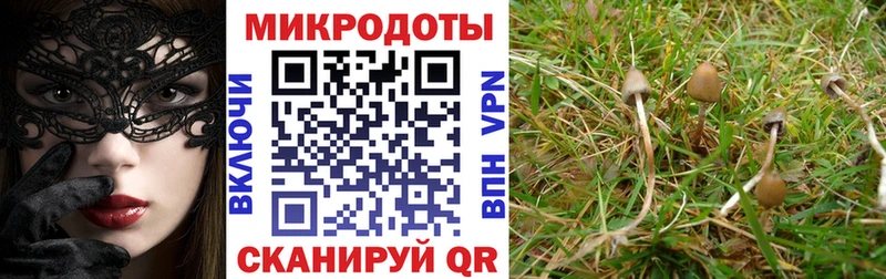 Галлюциногенные грибы Cubensis дарк нет состав Ардатов
